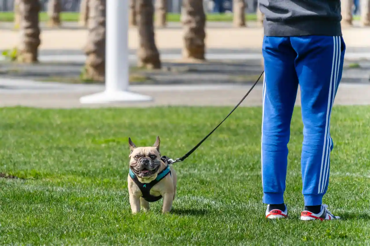 Un bouledogue français portant un harnais et tenu en laisse lors d'une promenade dans un parc