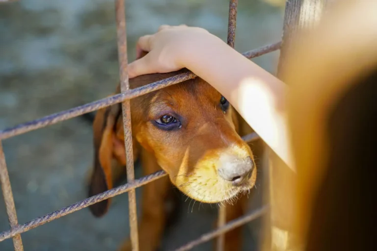 Adopter un animal handicapé : le guide pour bien s&rsquo;y préparer