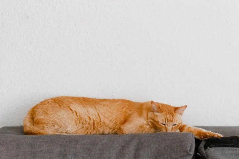 Adopter un chat gratuitement : où chercher et à quoi penser