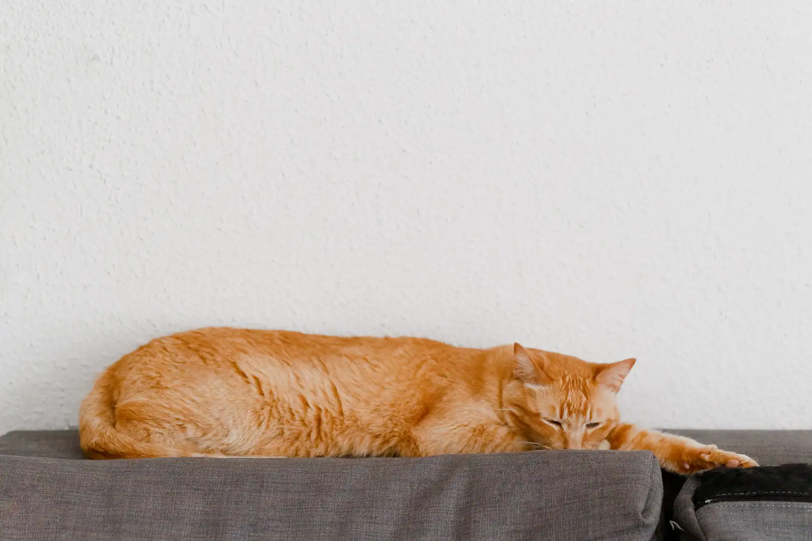 Chat roux tigré couché paisiblement sur un canapé, devant un mur clair