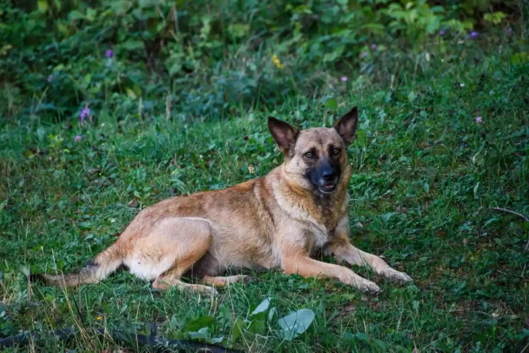 Adopter un chien réformé de la gendarmerie : comment ça marche vraiment