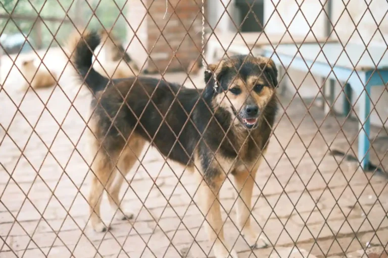 Adopter un chien à la SPA : conditions, étapes et frais