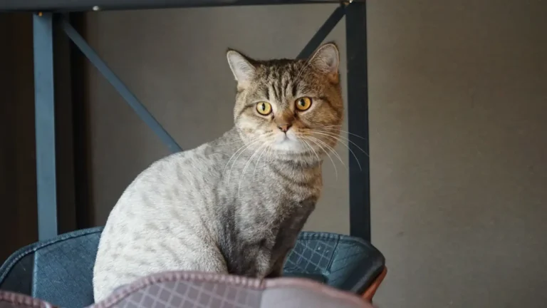 Adopter un chat à Marseille : où, comment, à quoi penser