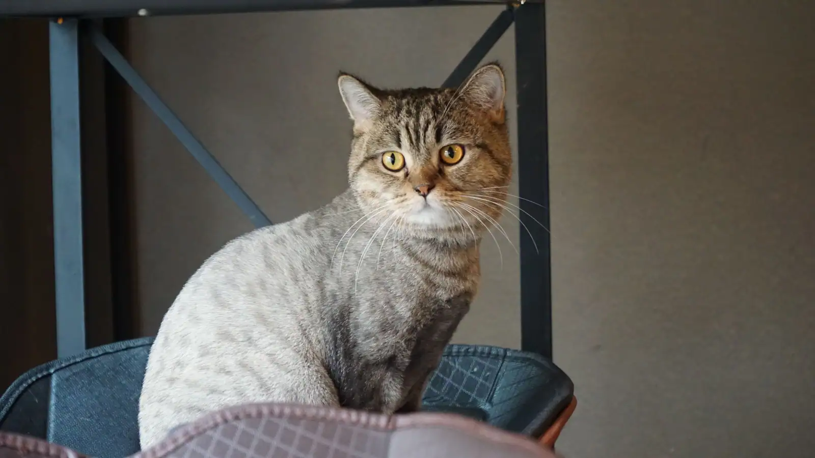 Chat tigré aux yeux dorés assis sur une chaise dans un intérieur, regardant vers l'objectif