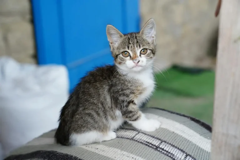 Adopter un chat à Montpellier