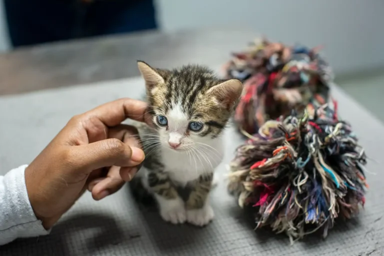 Adopter un chat à Nice : où chercher et comment s&rsquo;y prendre