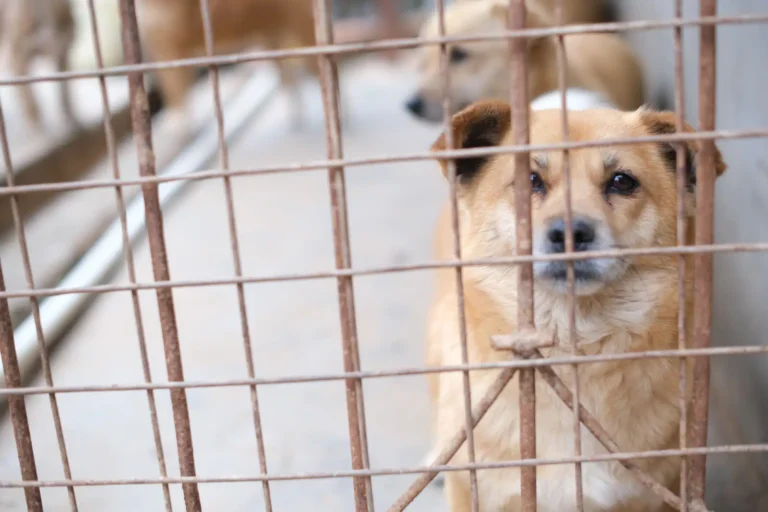 Adopter un chien à la SPA : le guide complet