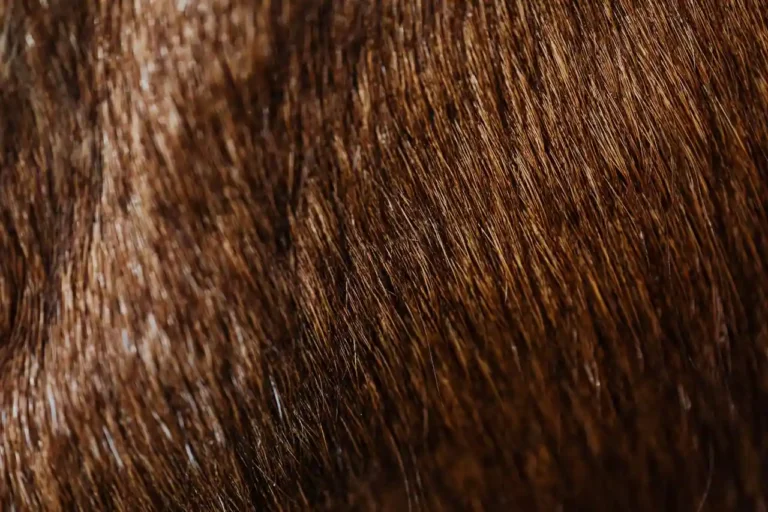 Cheveux : le guide complet pour les comprendre et en prendre soin