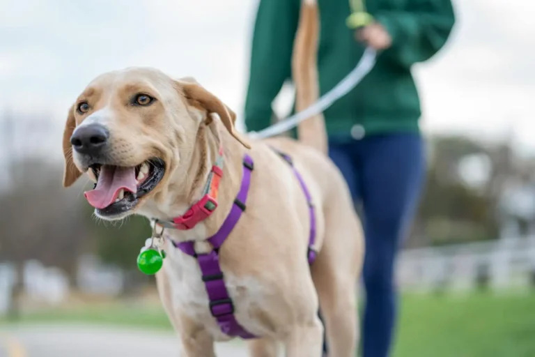 Chien de compagnie : choisir le bon compagnon de vie