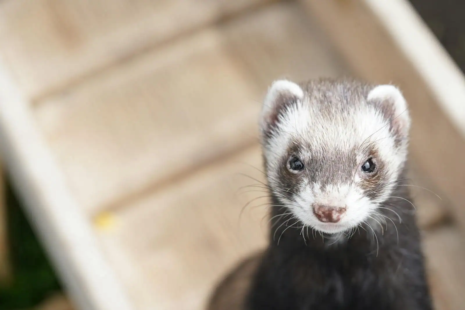 Un furet domestique en gros plan, museau et moustaches en avant, l'air curieux