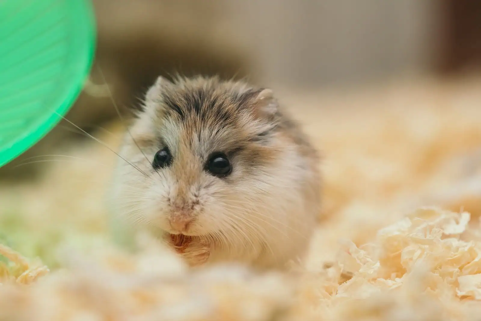 Un petit hamster nain posé dans une litière de copeaux de bois, près de sa roue verte.