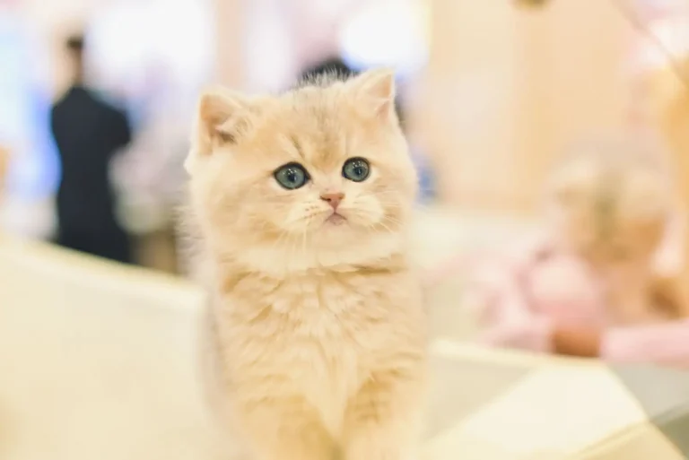 Meilleur chat de compagnie : pourquoi il dépend surtout de vous