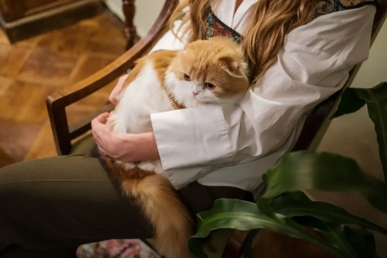 Où adopter un chat : les bonnes adresses et les bons réflexes