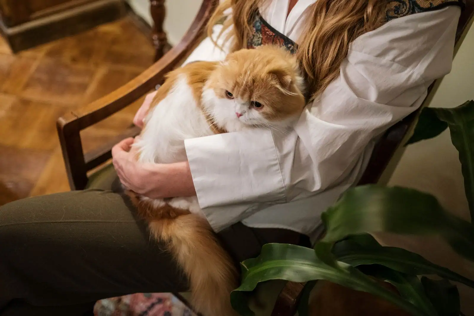 Femme tenant tendrement un chat sur ses genoux dans un intérieur chaleureux