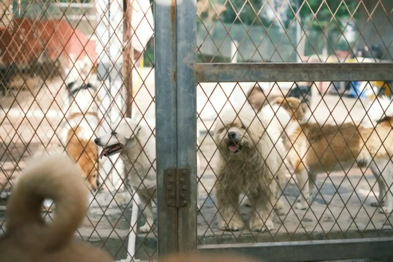 Où adopter un chien : refuges, associations et démarches