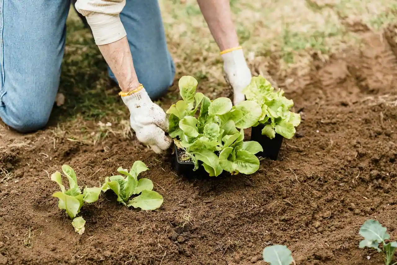 Jardinier ganté plantant de jeunes pousses de salade dans la terre d'un potager