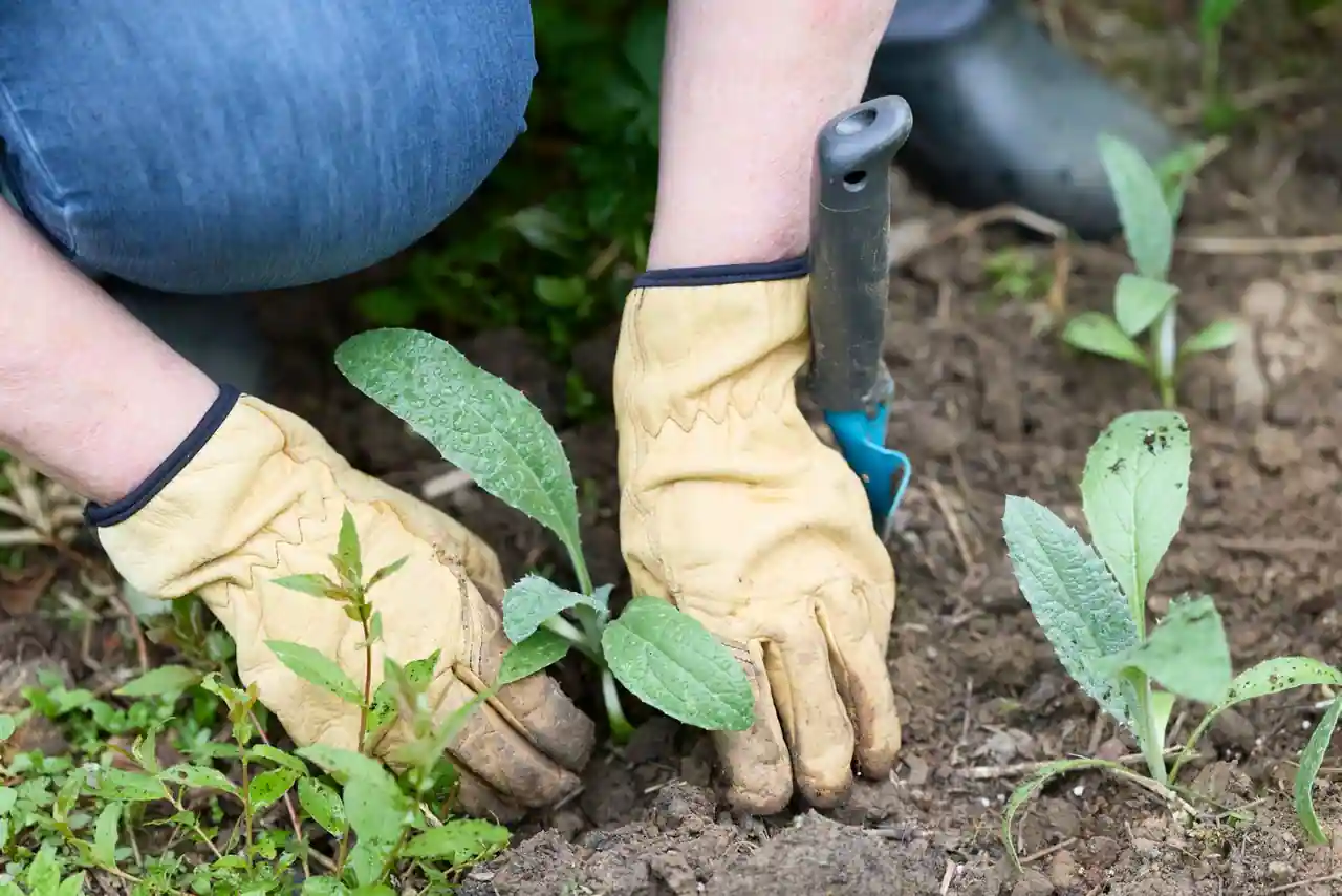 Mains gantées d'un jardinier plantant de jeunes pousses dans la terre, en gros plan