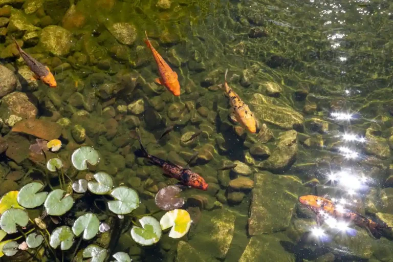 Passion koï : se lancer dans le bassin à carpes en Eure-et-Loir