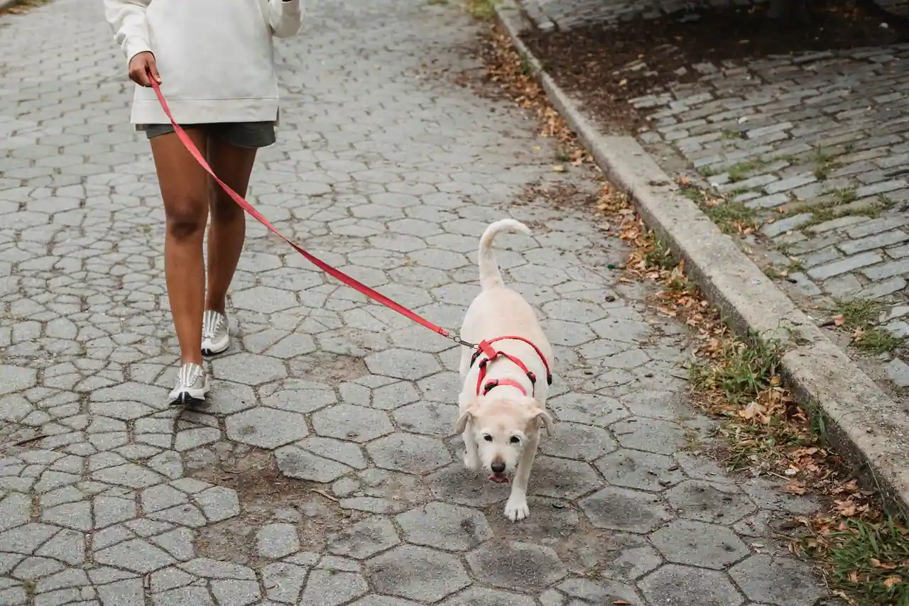 Un chien clair en harnais rouge marche en laisse aux côtés d’une personne, sur une allée pavée en ville
