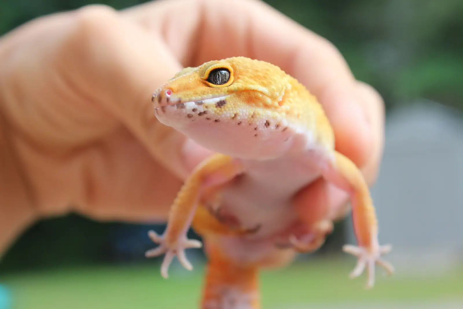 Un gecko léopard orangé tenu délicatement dans une main, la tête relevée vers l’objectif.
