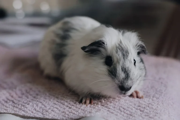Animaux de compagnie mignons : lesquels choisir sans se tromper