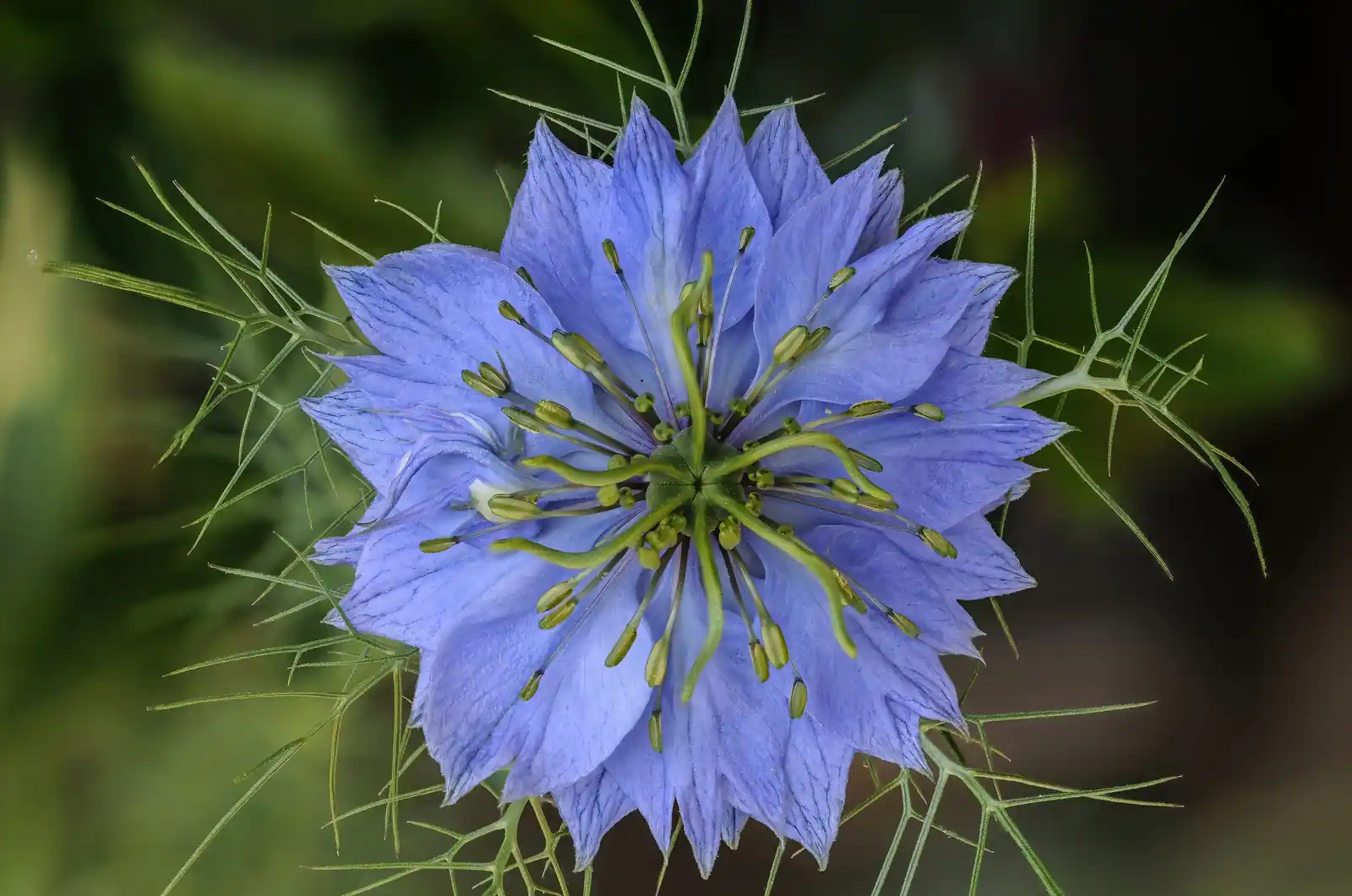 Fleur bleue de nigelle de Damas entourée de sa collerette de bractées très finement découpées