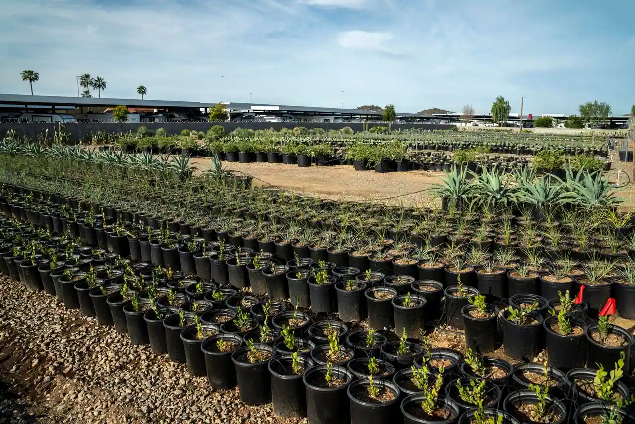 Rangées de jeunes plants en pots alignés dans une pépinière de plein air, sous un ciel dégagé.